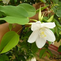 Bauhinia acuminata L.